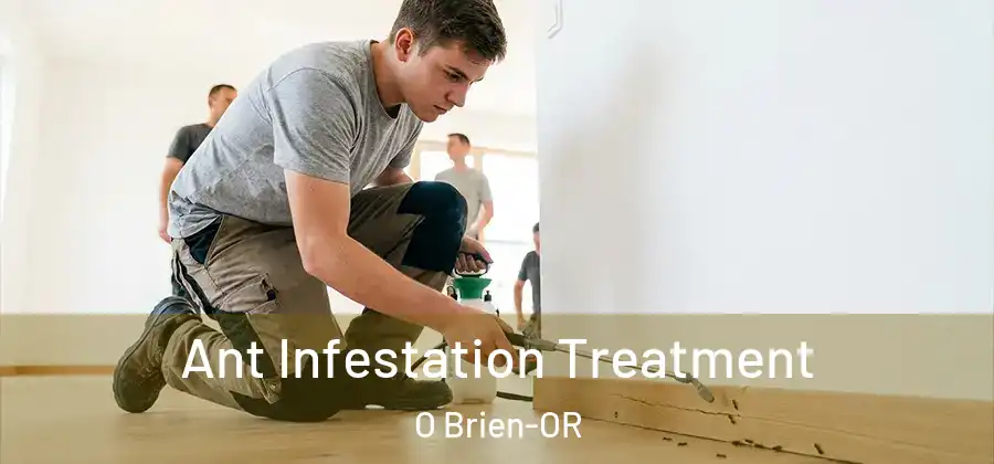  Ant Infestation Treatment O Brien-OR
