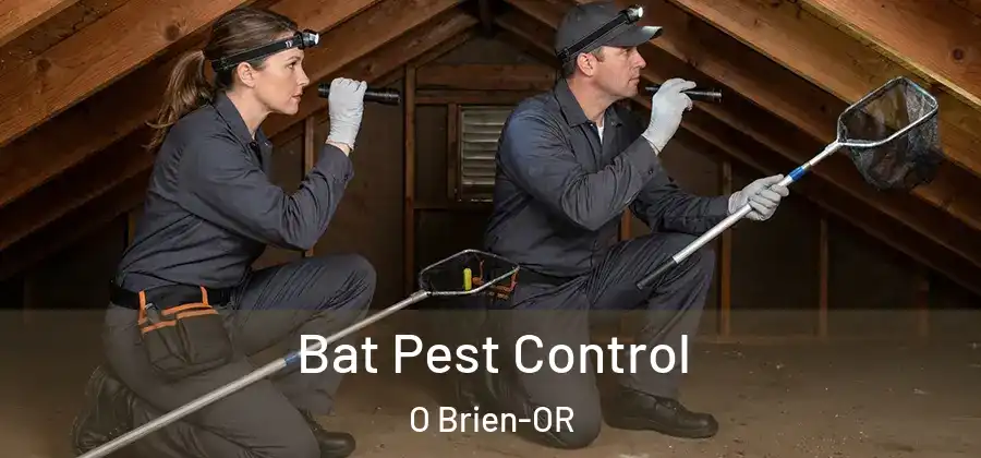 Bat Pest Control O Brien-OR