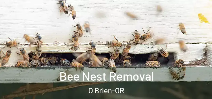 Bee Nest Removal O Brien-OR