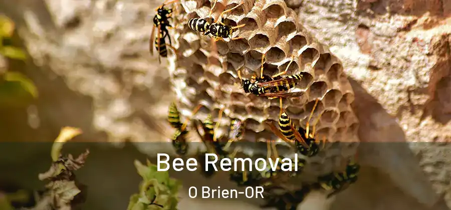 Bee Removal O Brien-OR