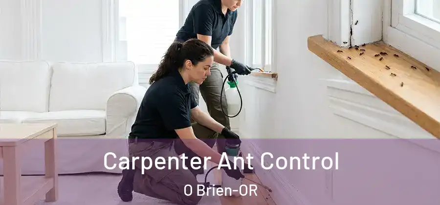 Carpenter Ant Control O Brien-OR