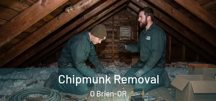 Chipmunk Removal O Brien-OR