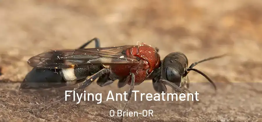  Flying Ant Treatment O Brien-OR