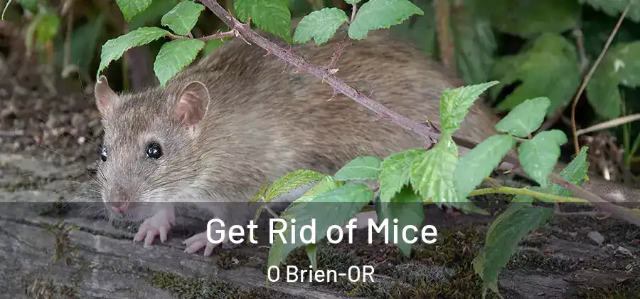  Get Rid of Mice O Brien-OR