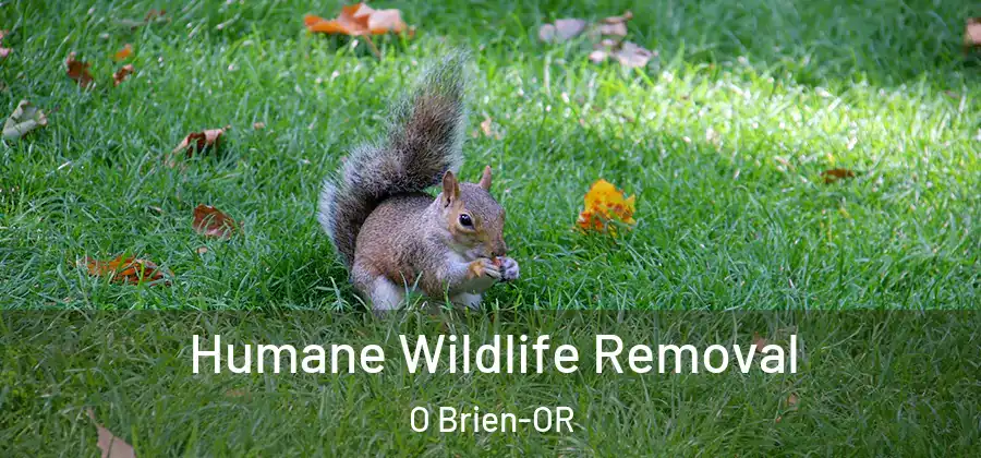 Humane Wildlife Removal O Brien-OR