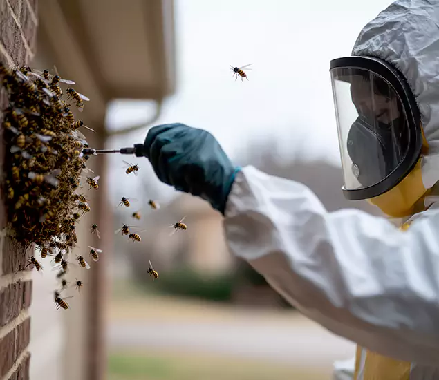 Your Bee Removal Company in O Brien, OR