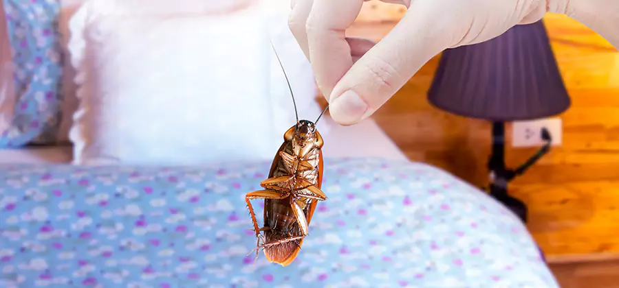 Fast Roach Elimination in O Brien