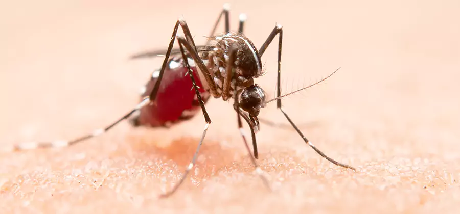 Pond Mosquito Control and Water Treatment in O Brien