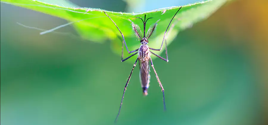 Home Defense Insect Killer in O Brien