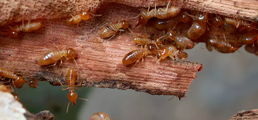 Termite Pest Management in O Brien