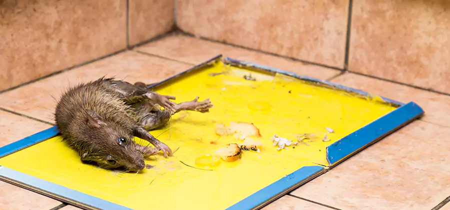 Rat Trapping Service In O Brien