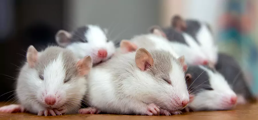 Rat Infestation Exclusion Service in O Brien