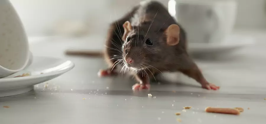 Attic Rat Exclusion Service in O Brien