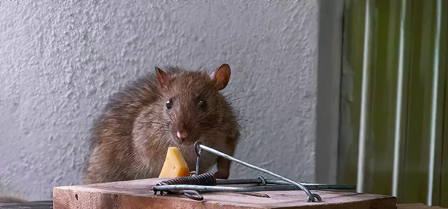 Rodent Proofing Service in O Brien
