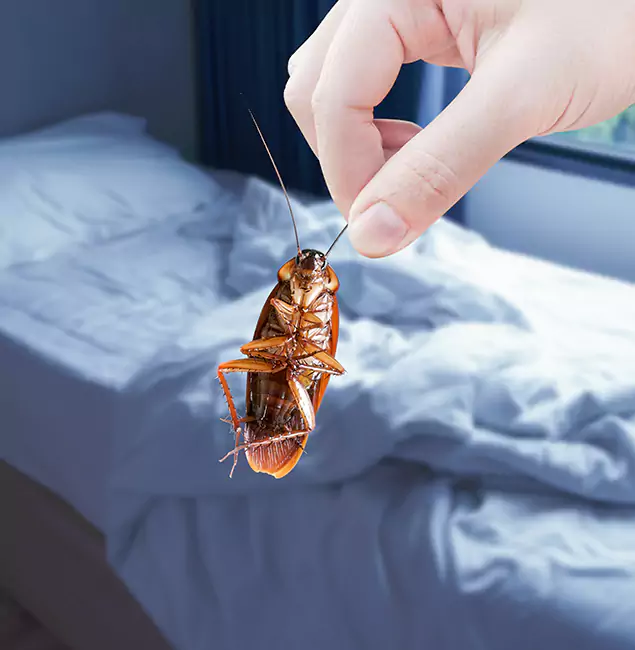 Why Choose Nutley Pest Control Pro for Bed Bug Extermination in O Brien, OR?