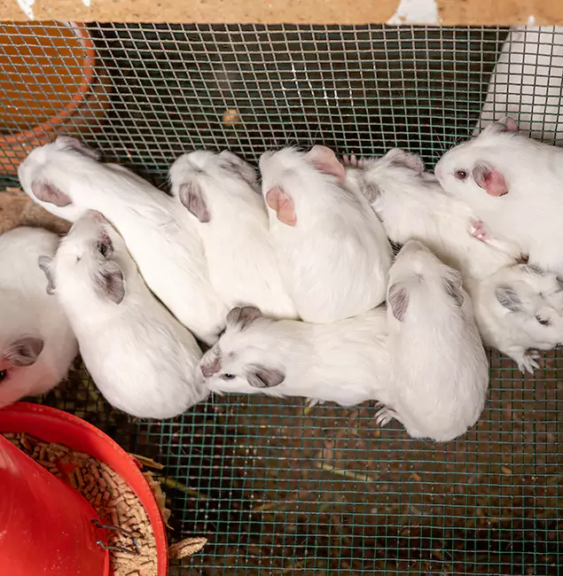 Why Choose Nutley Pest Control Pro for Rat Infestation in O Brien, OR?