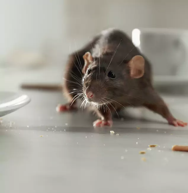 Why Choose Nutley Pest Control Pro for Rodent Control in O Brien, OR?