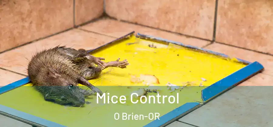 Mice Control O Brien-OR