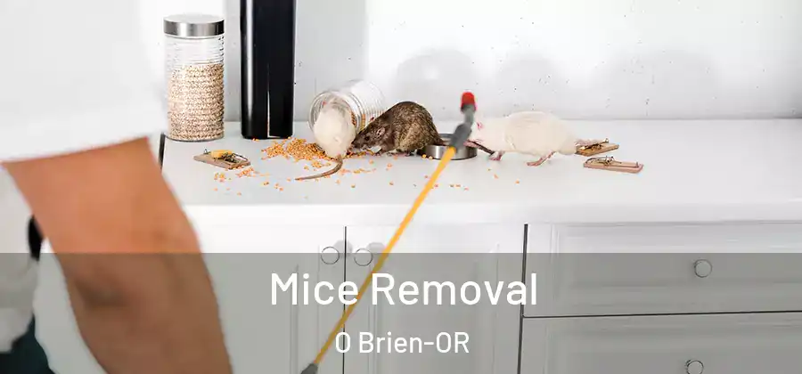 Mice Removal O Brien-OR