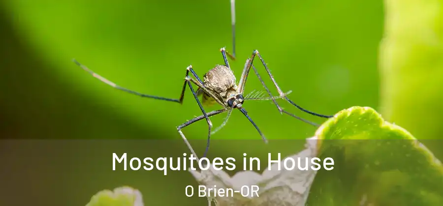  Mosquitoes in House O Brien-OR