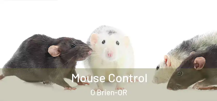  Mouse Control O Brien-OR