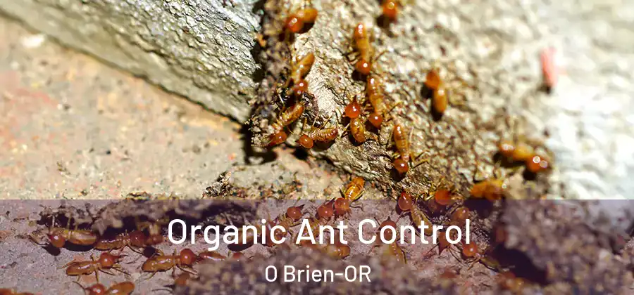 Organic Ant Control O Brien-OR
