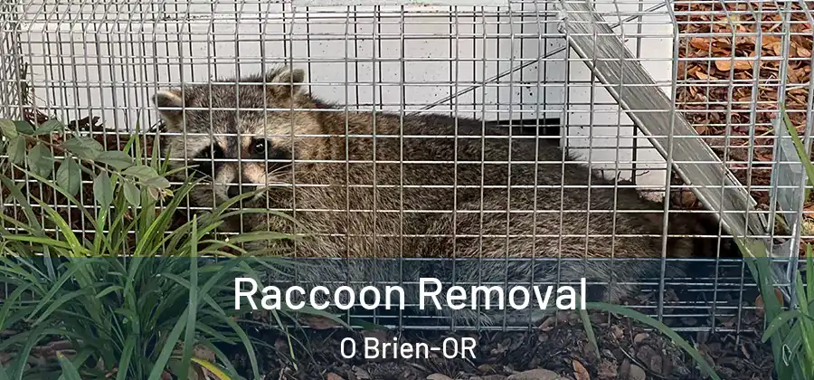  Raccoon Removal O Brien-OR