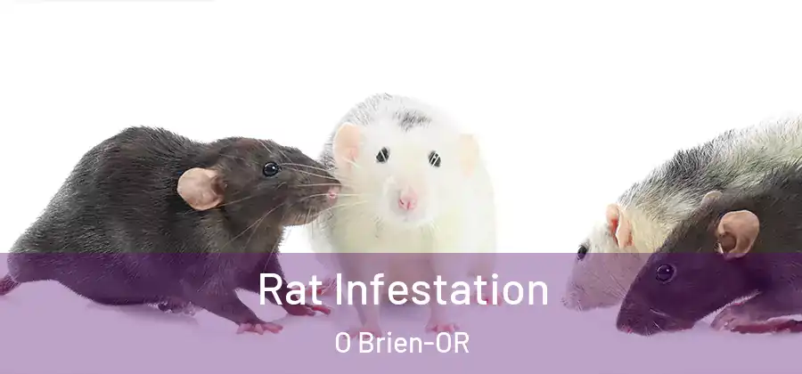 Rat Infestation O Brien-OR
