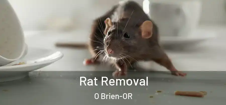  Rat Removal O Brien-OR