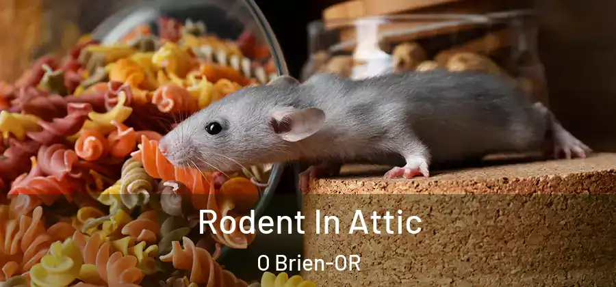  Rodent In Attic O Brien-OR