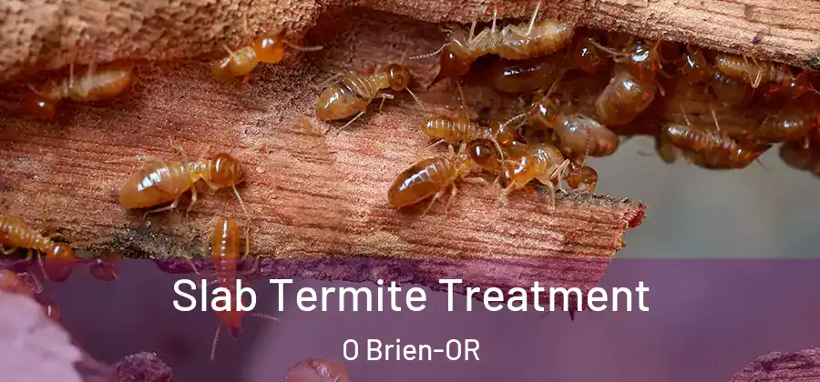  Slab Termite Treatment O Brien-OR