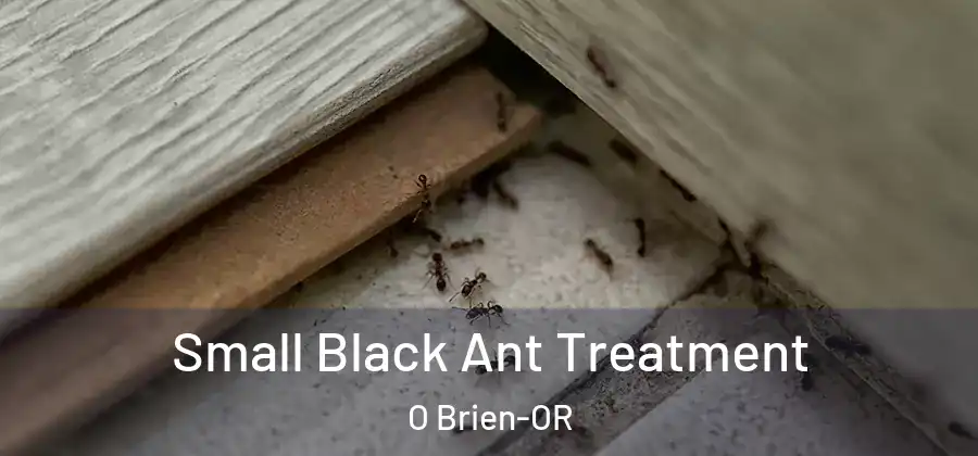  Small Black Ant Treatment O Brien-OR