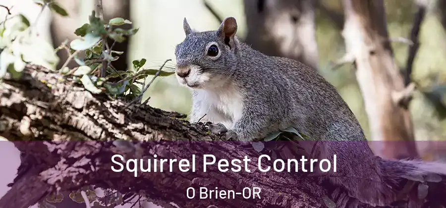 Squirrel Pest Control O Brien-OR