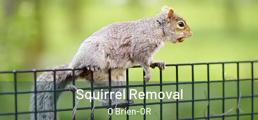 Squirrel Removal O Brien-OR