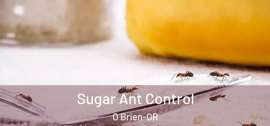 Sugar Ant Control O Brien-OR