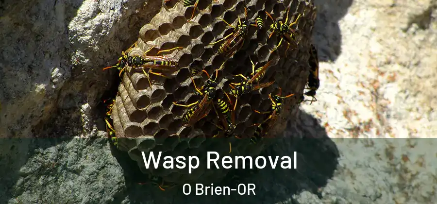 Wasp Removal O Brien-OR