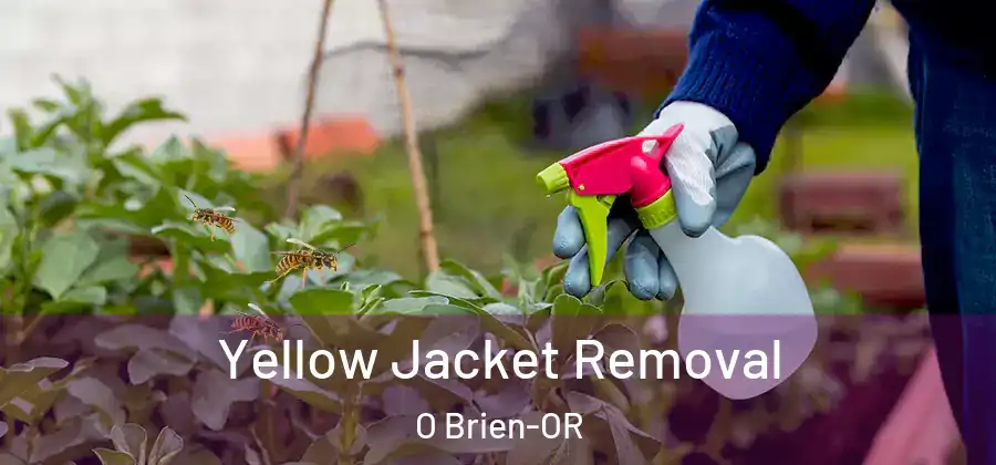 Yellow Jacket Removal O Brien-OR